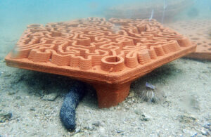 Innovating Coral Restoration: 3D Clay Printing